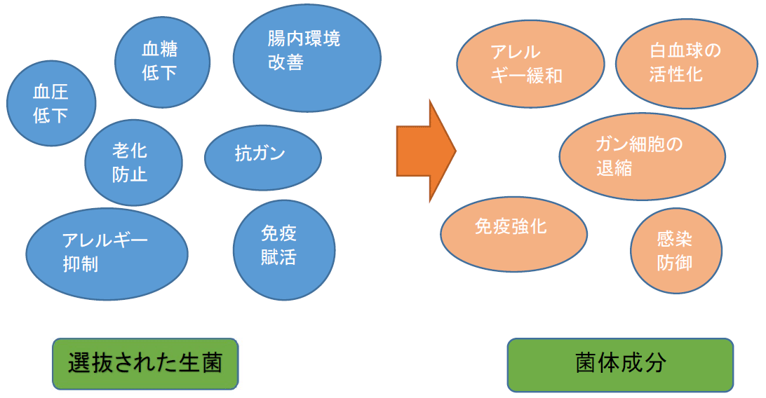 乳酸菌の新しいカタチグロリアス